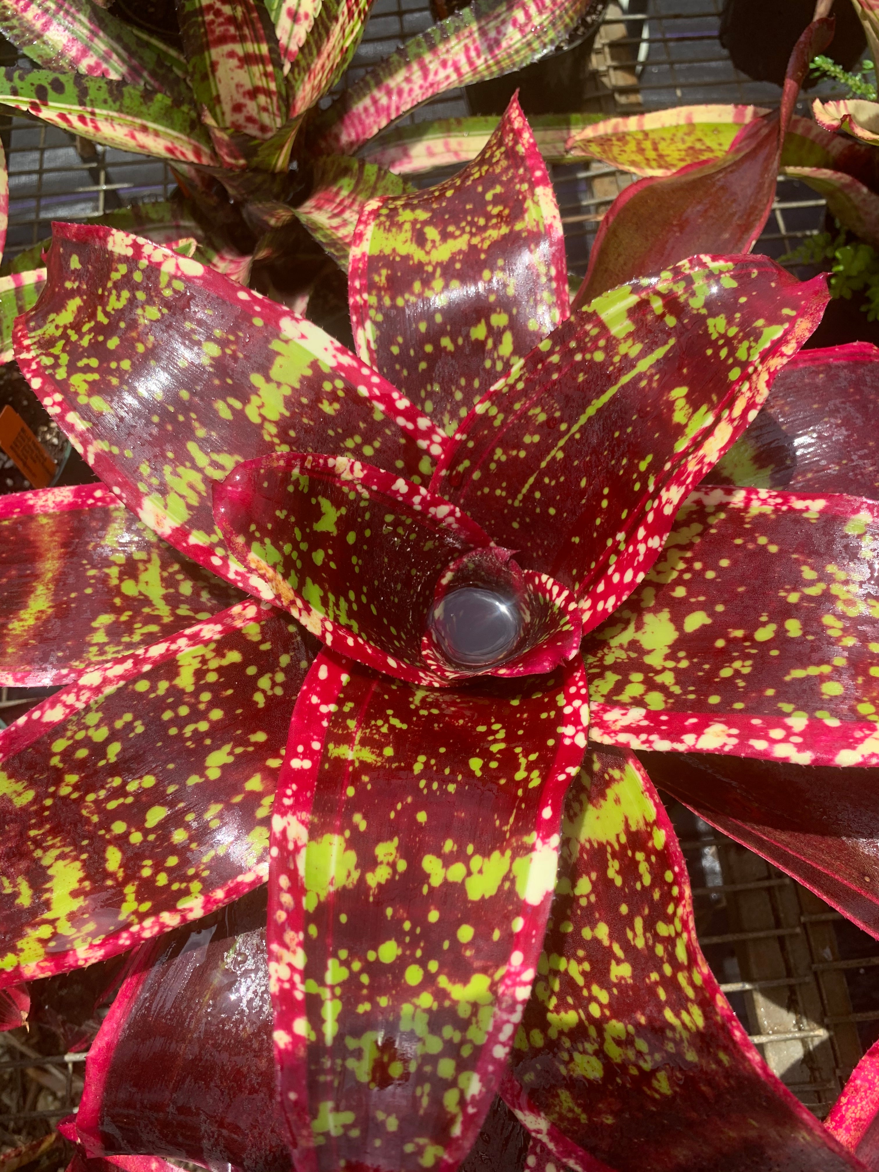 Neoregelia Majestic Beauty "Skotak"