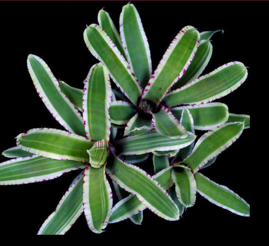 Neoregelia Balboa “Skotak”