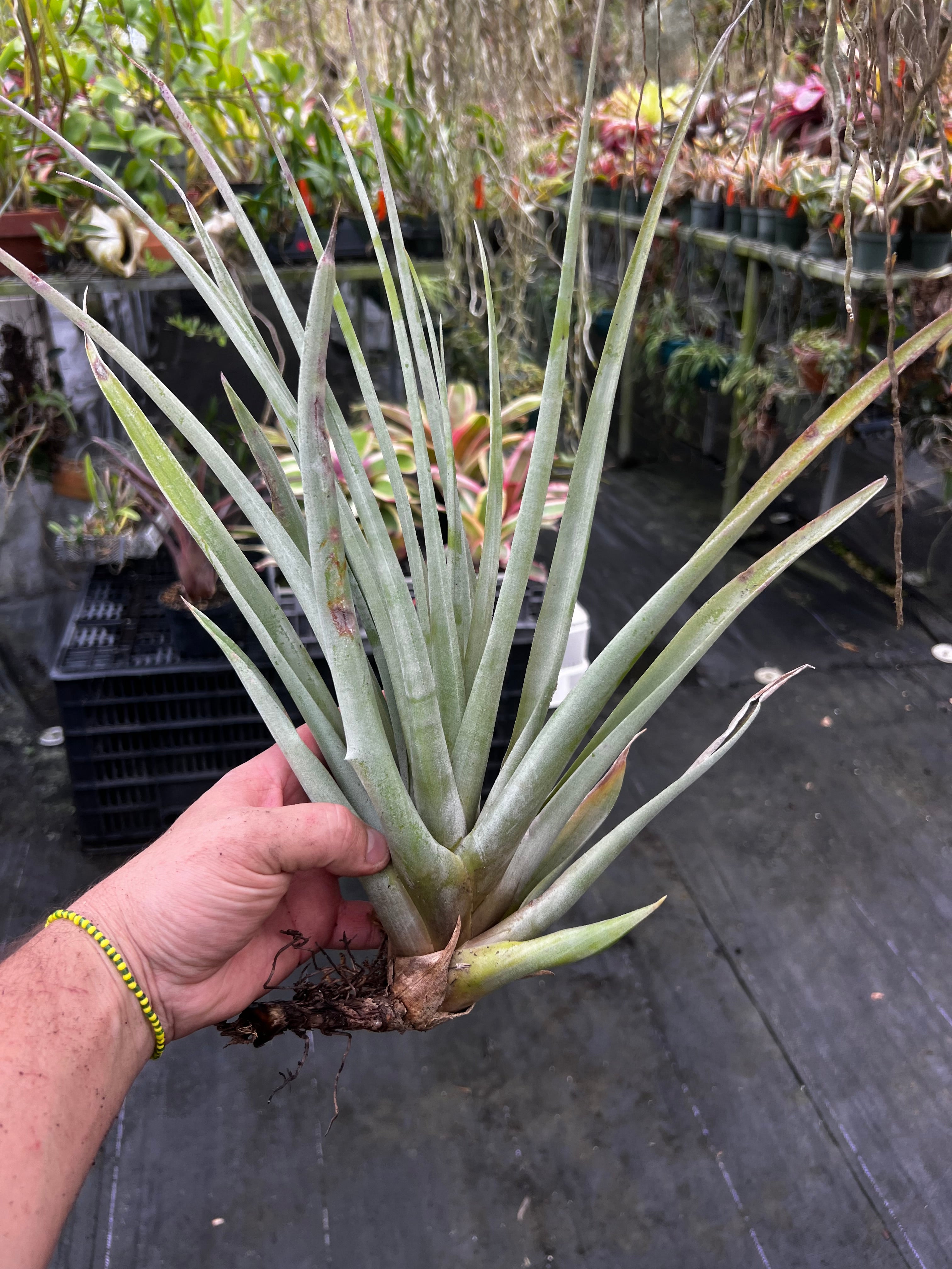 Tillandsia Capitata Gator
