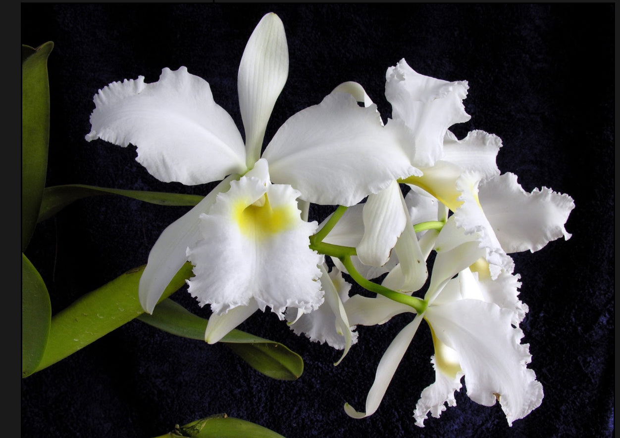 Cattleya Warscewiczii Alba