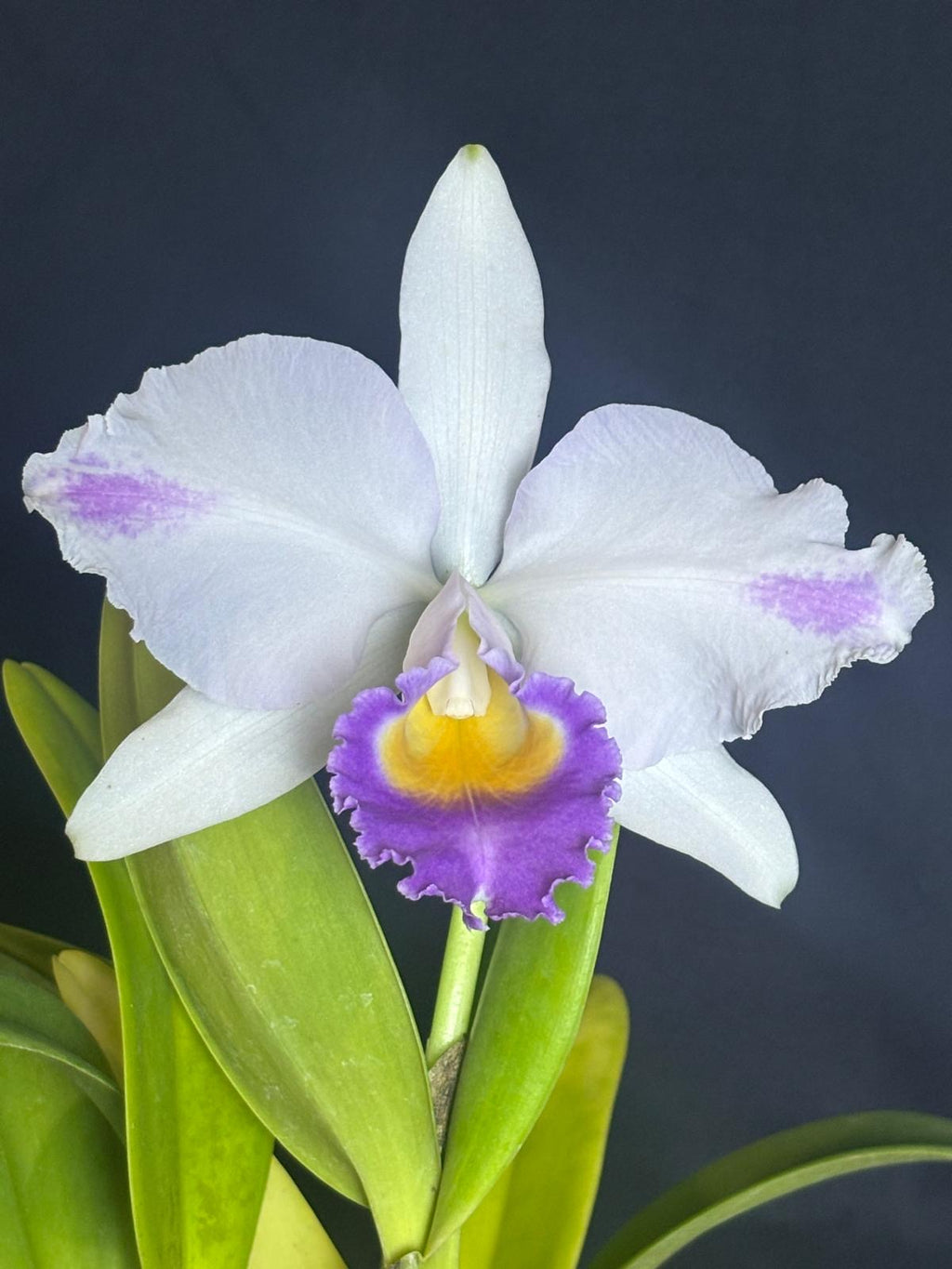 Cattleya Trianae Coerulea Splash
