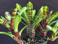 Neoregelia. Lime Fire "Skotak"