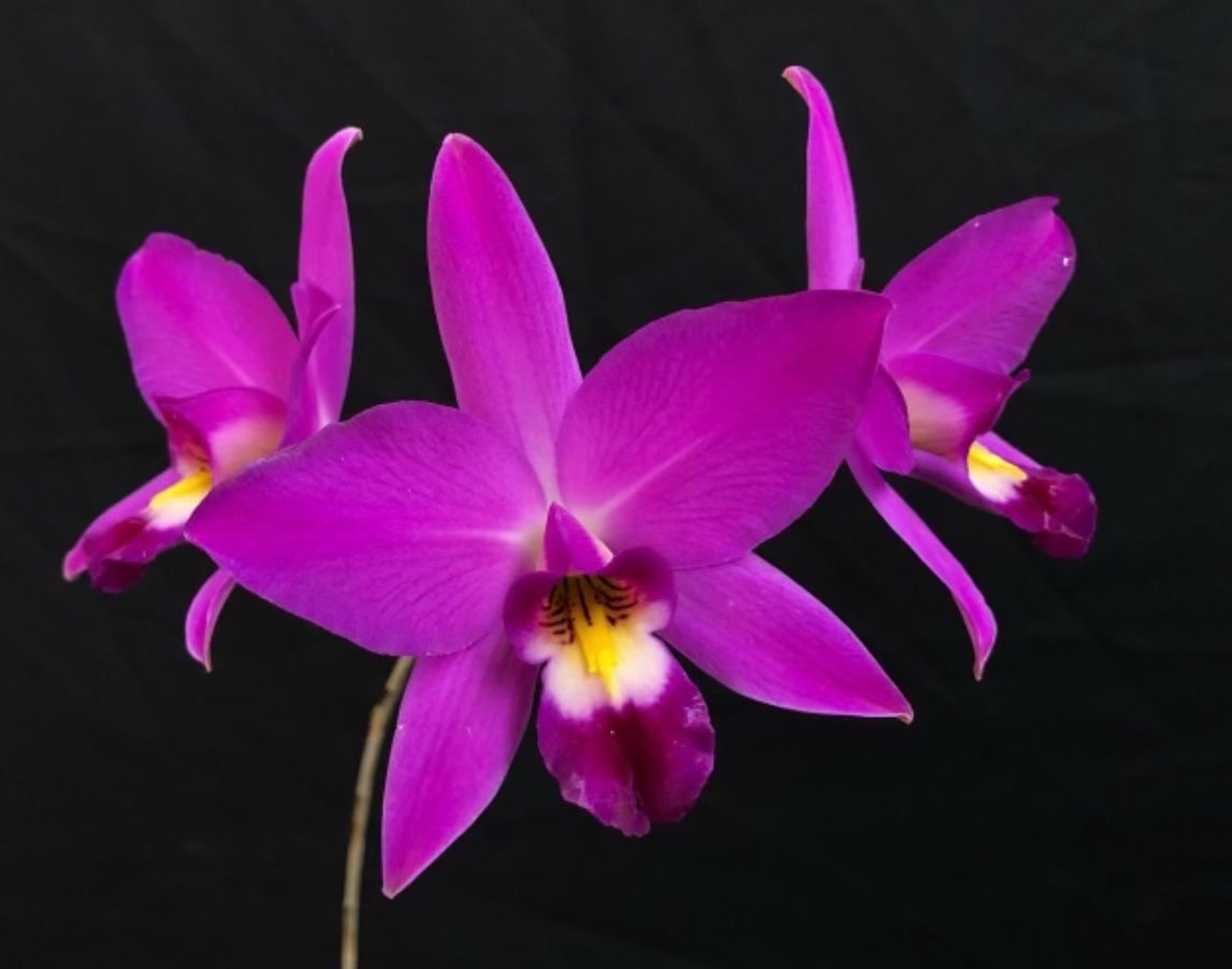 Laelia Anceps “Velvet King”