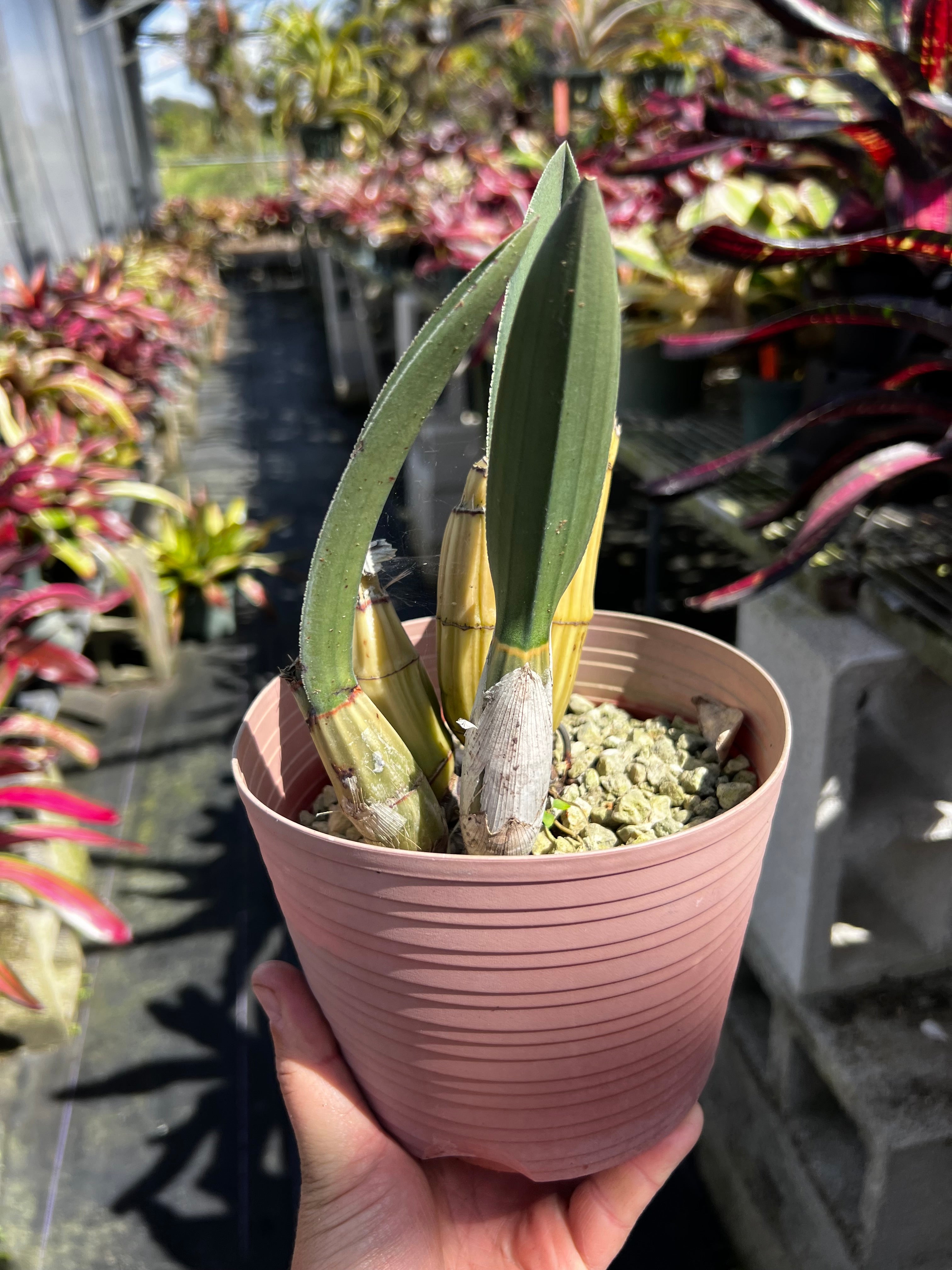 Eulophia Petersii
