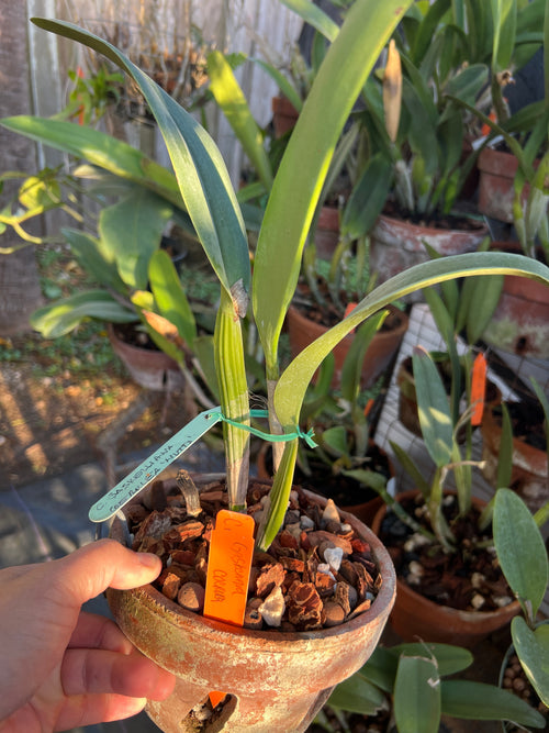 Cattleya Gaskelliana Frma Coerulensis
