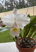 Cattleya Trianae Concolor “Amnesia”