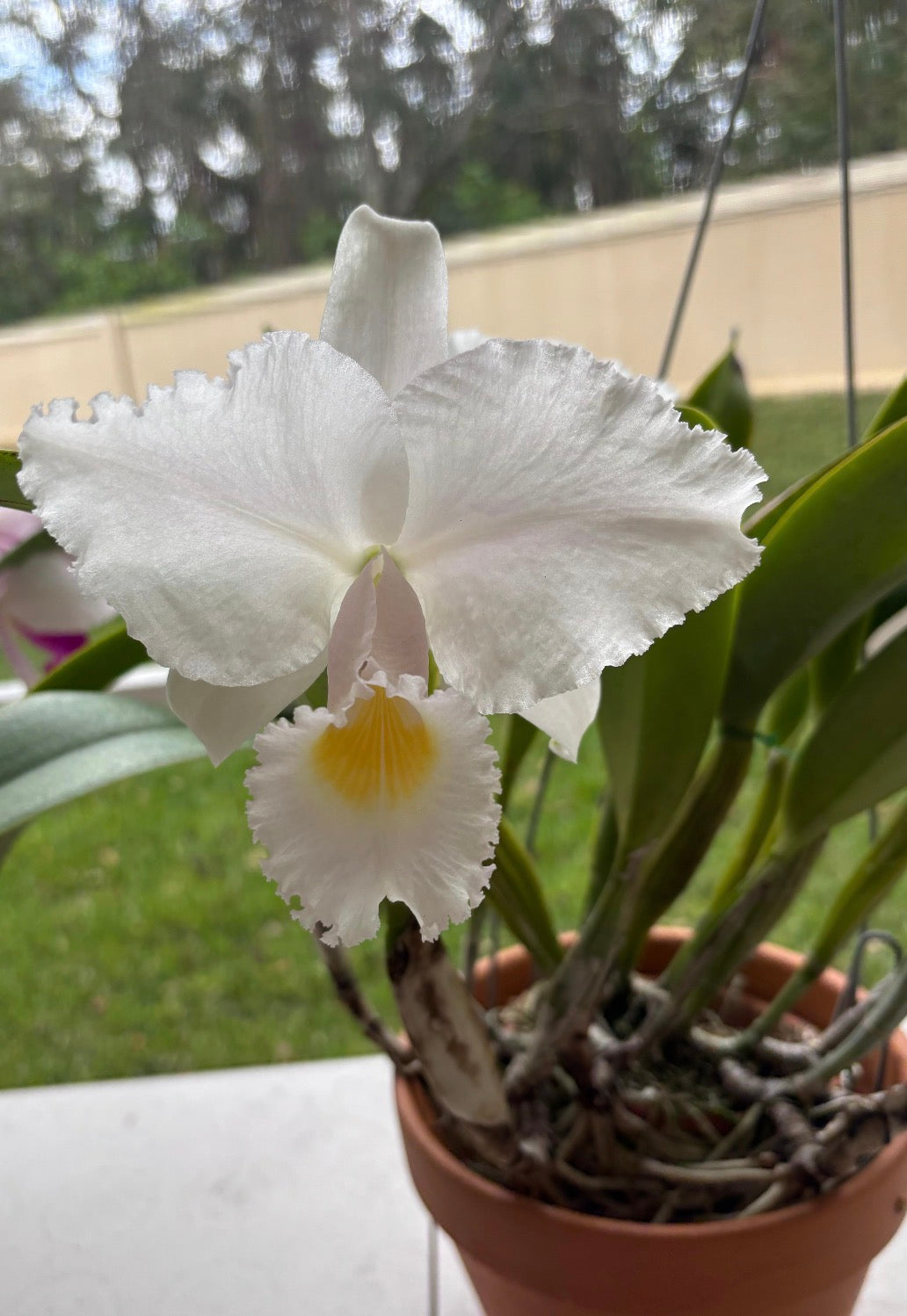 Cattleya Trianae Concolor “Amnesia”