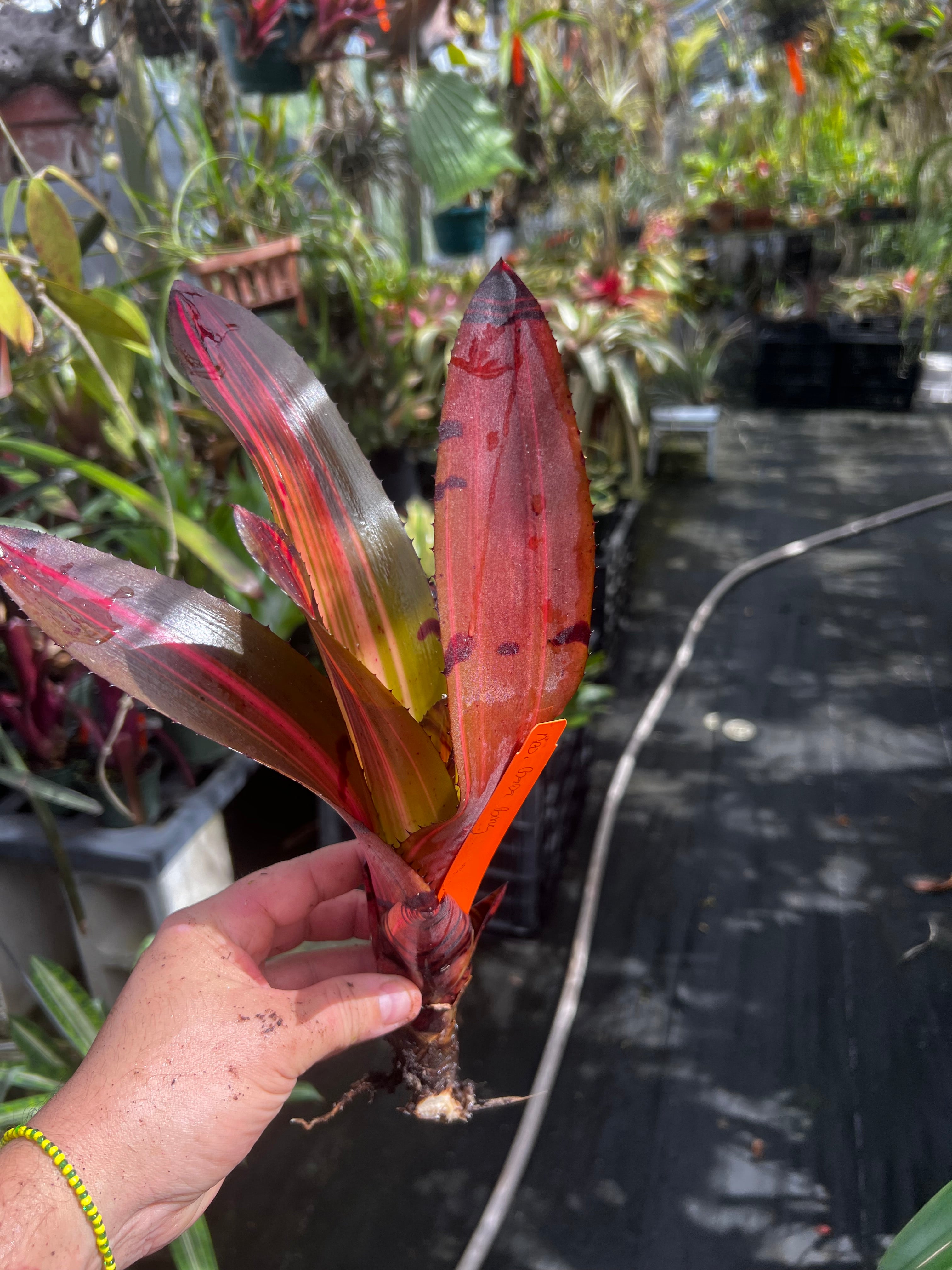 Neoregelia Bada Bing “Skotak”