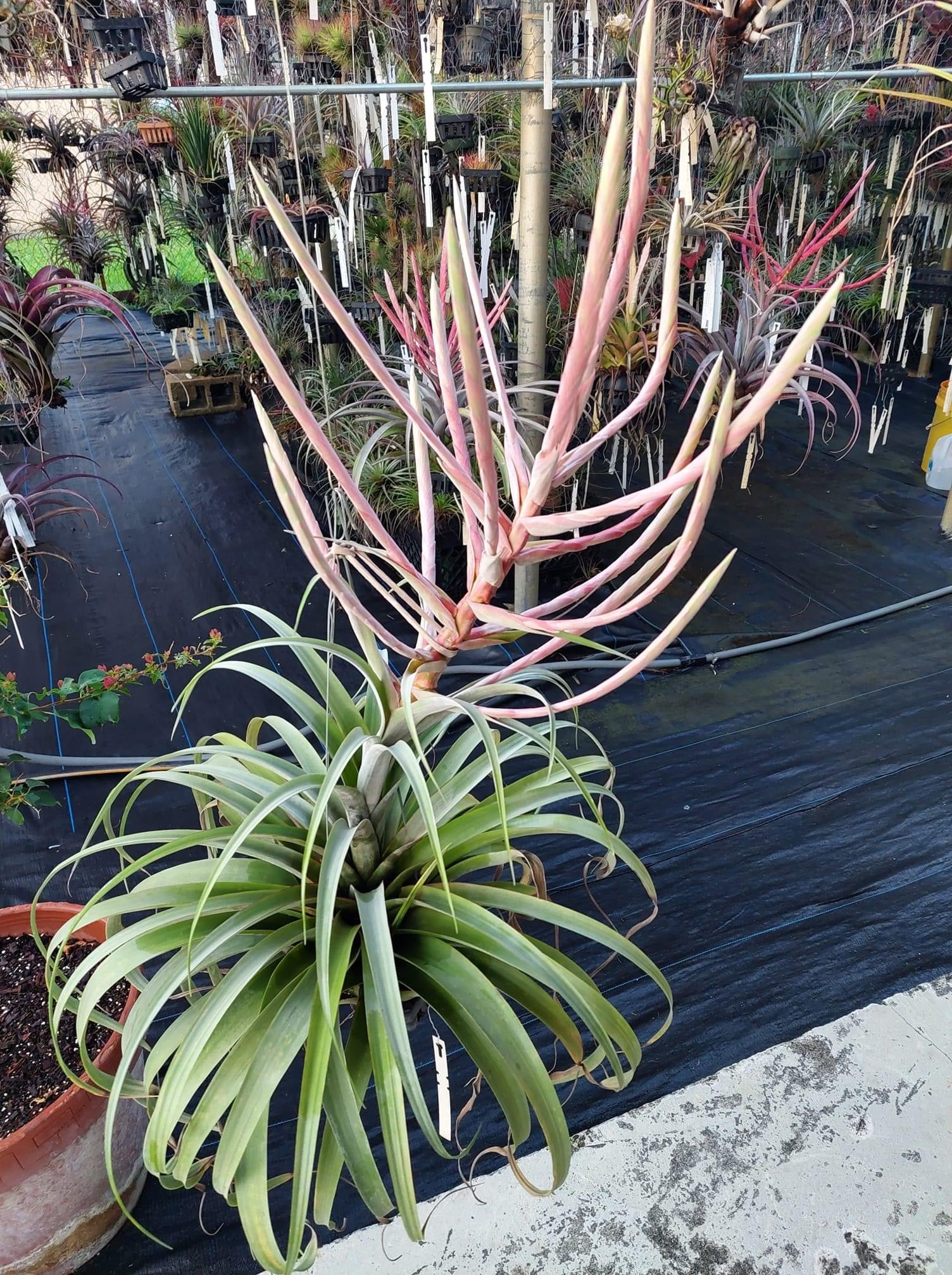 Tillandsia Nestor
