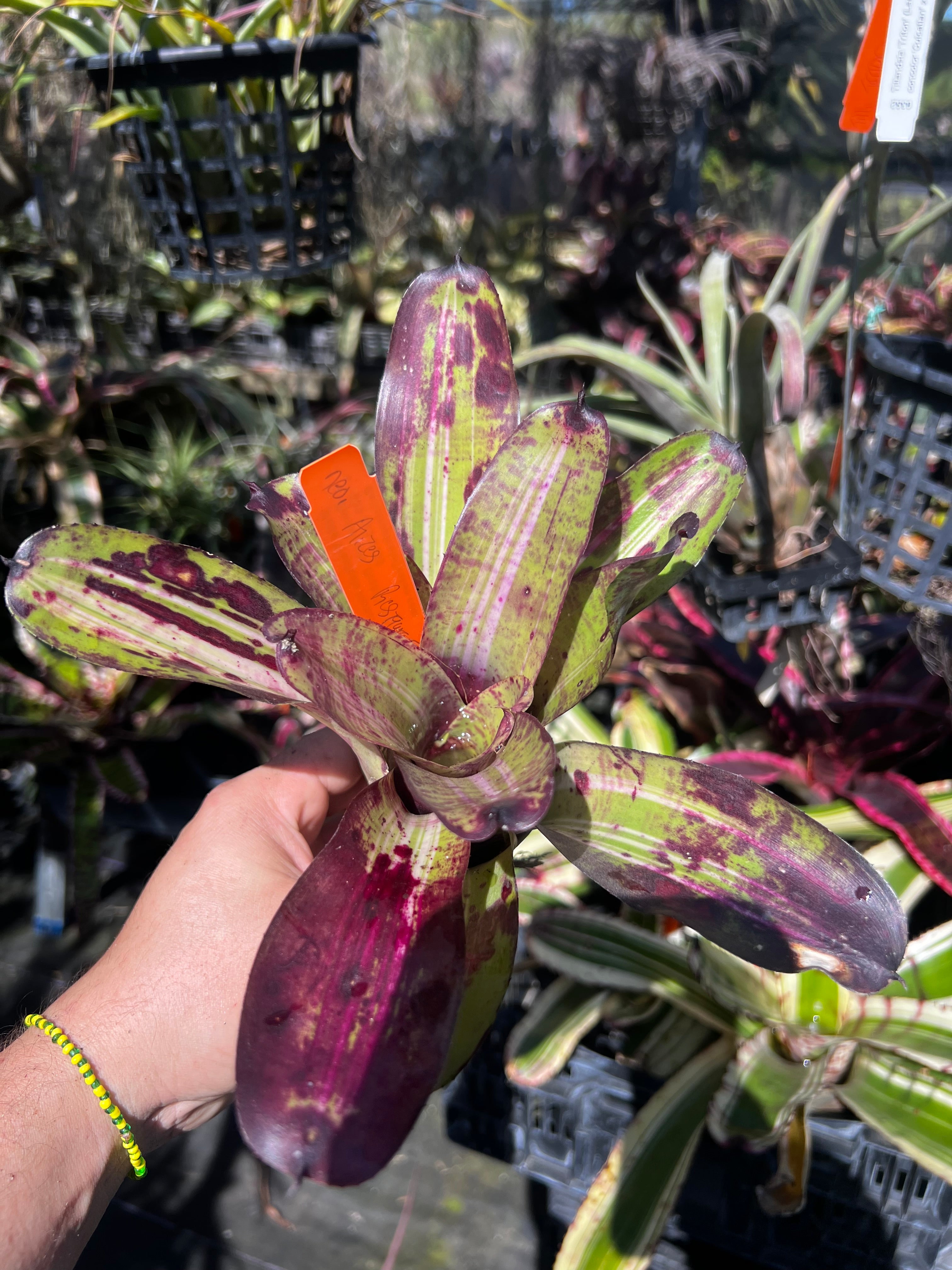 Neoregelia Alice Restaurant