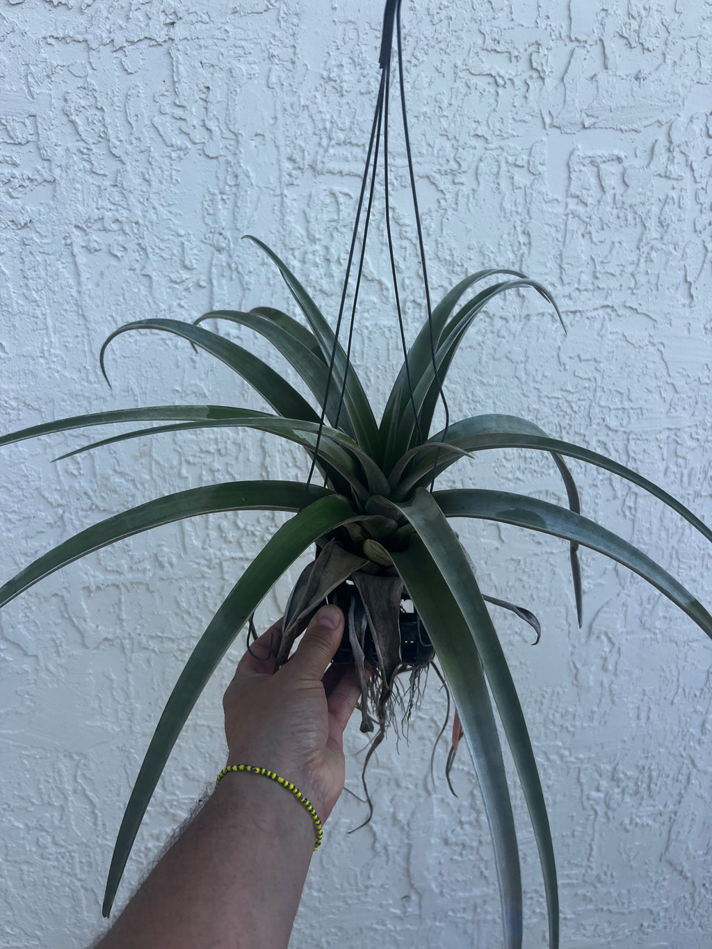 Tillandsia Nestor