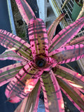 Neoregelia Tigerlicious "Skotak"