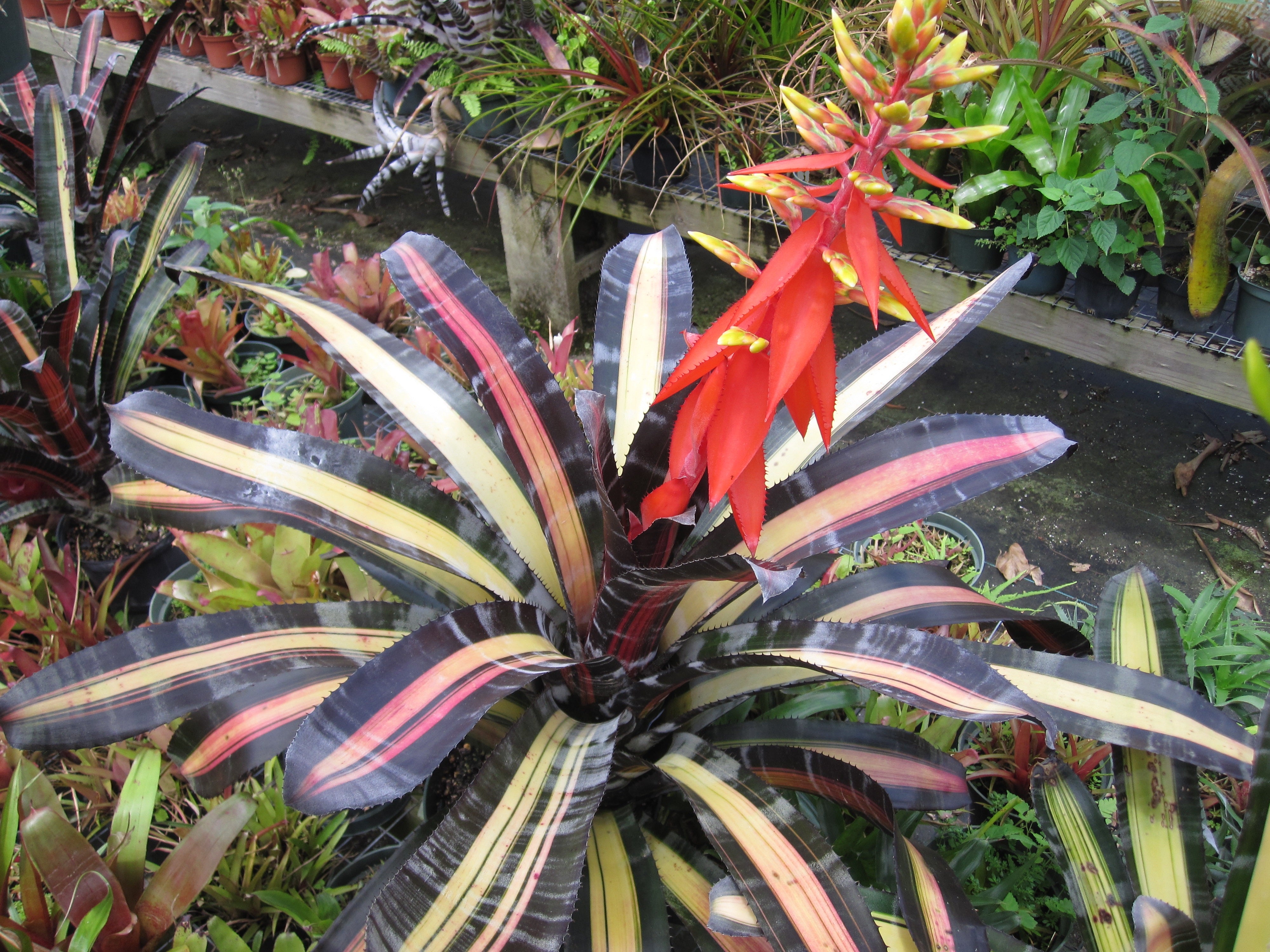 Aechmea Roberto Menescal “Skotak” – Bello Tropicals Nursery