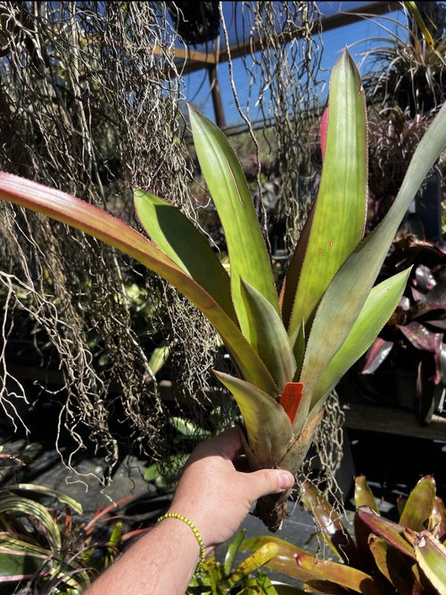 Aechmea Holmesii “RARE”