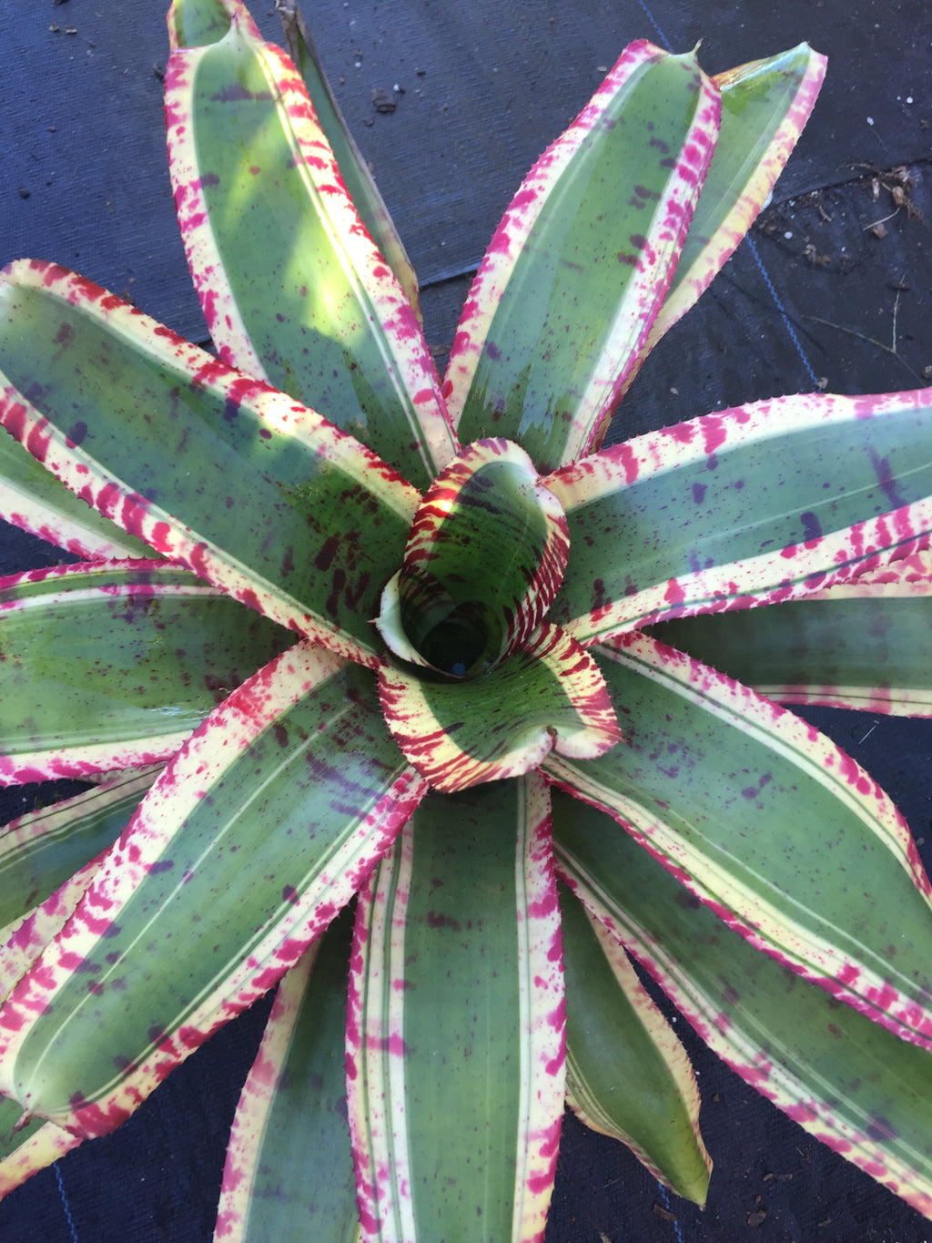 Neoregelia Invincible "Skotak"