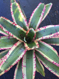 Neoregelia Invincible "Skotak"