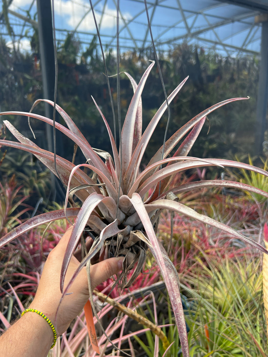 Tillandsia Ice Queen “Correale”
