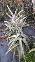 Tillandsia Bea Correale