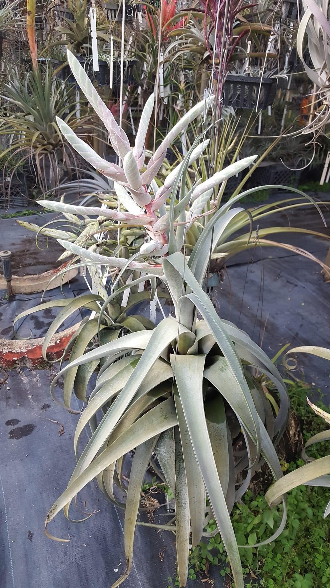 Tillandsia Bea Correale