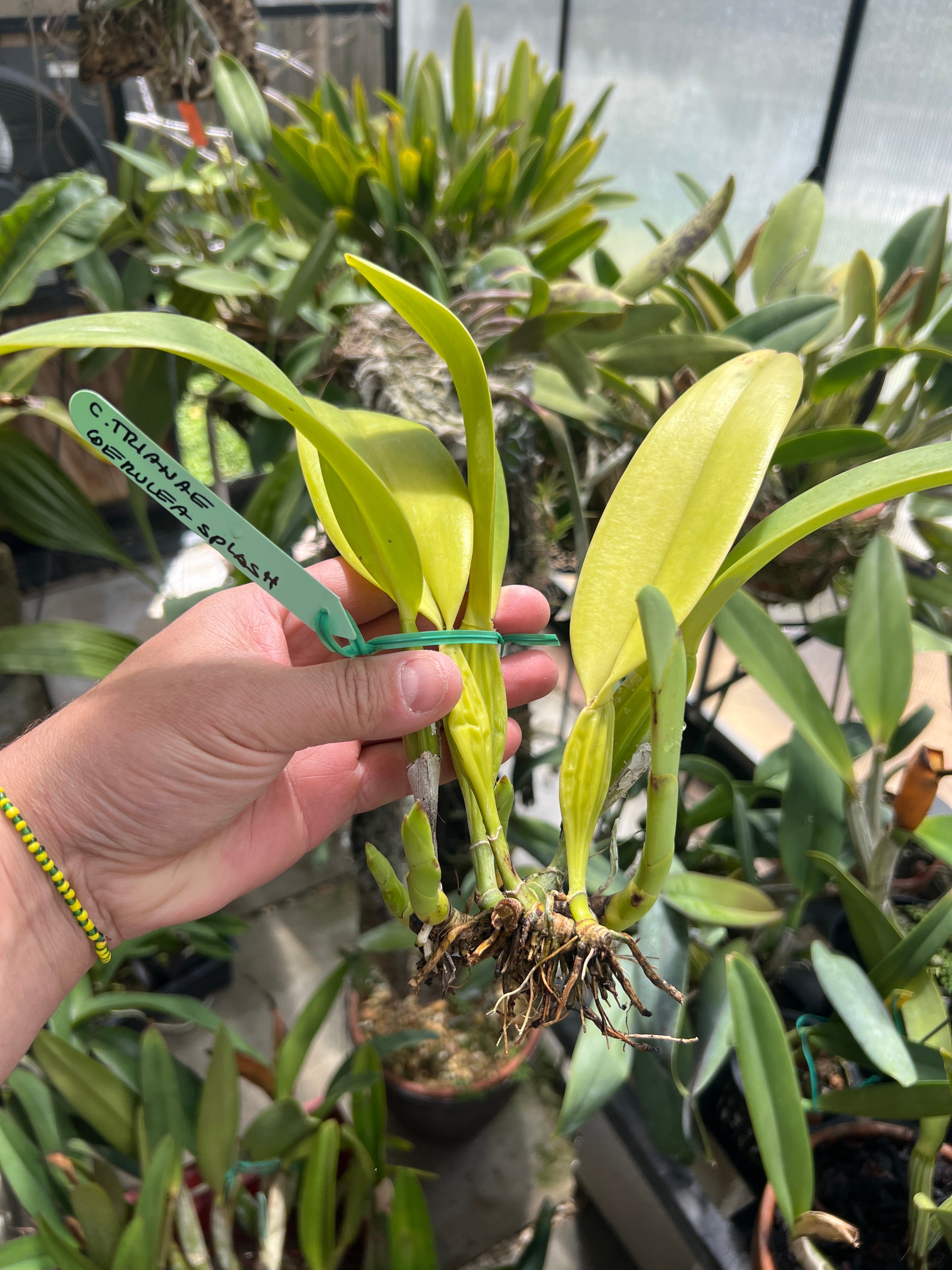 Cattleya Trianae Coerulea Splash
