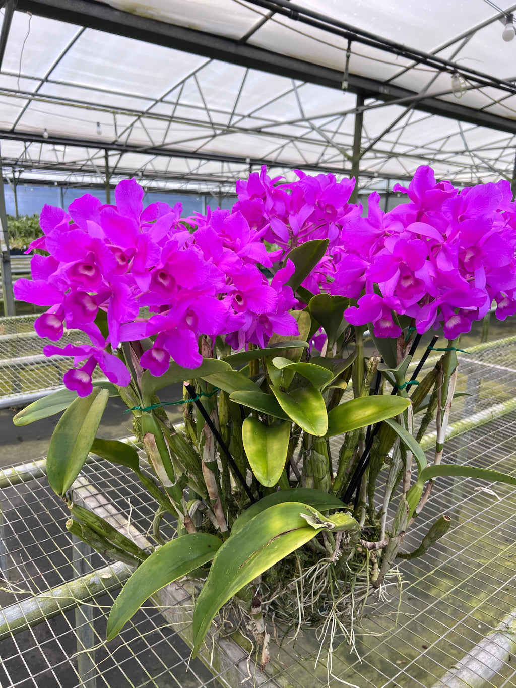 Cattleya Skinneri (HUGE SPECIMEN)