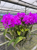 Cattleya Skinneri (HUGE SPECIMEN)