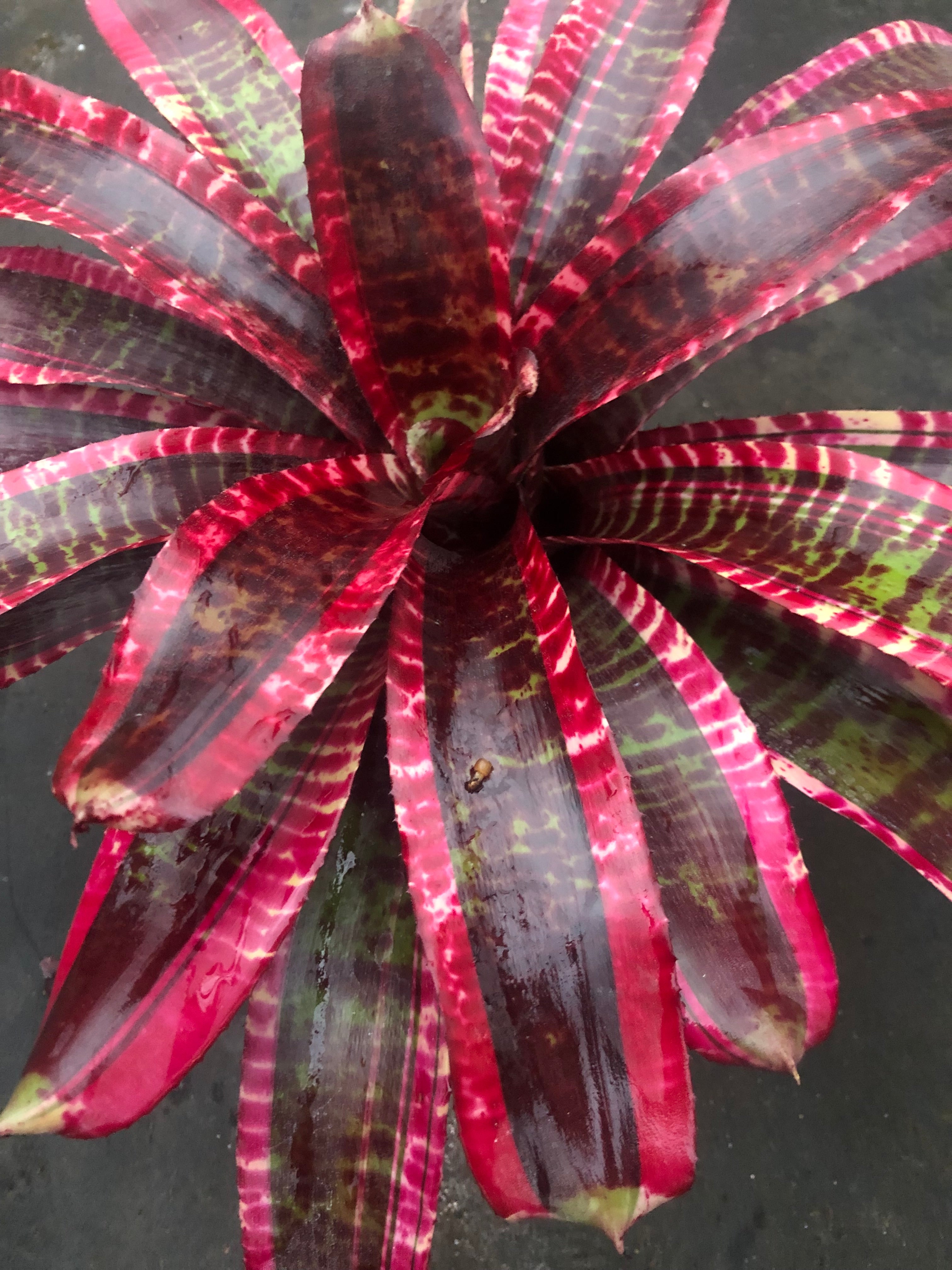 Neoregelia Holy Grail