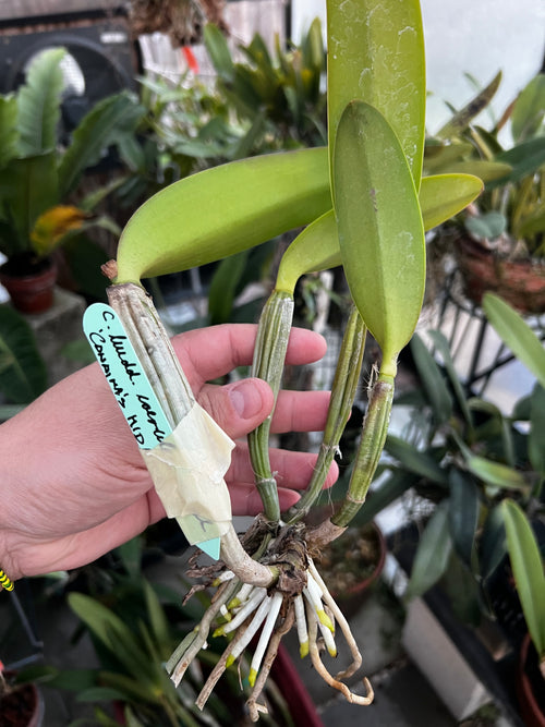 Cattleya Lueddemanniana Coerulea “Canaimas Midnight”