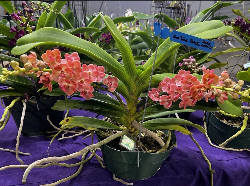 Rhychostyllis Gigantea “Peach Dream”