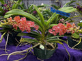 Rhychostyllis Gigantea “Peach Dream”