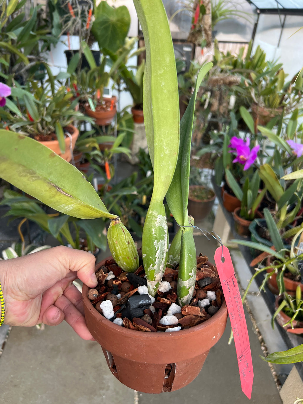 Cattleya Percivaliana “Le Viel Meil” EXTREMELY RARE !!