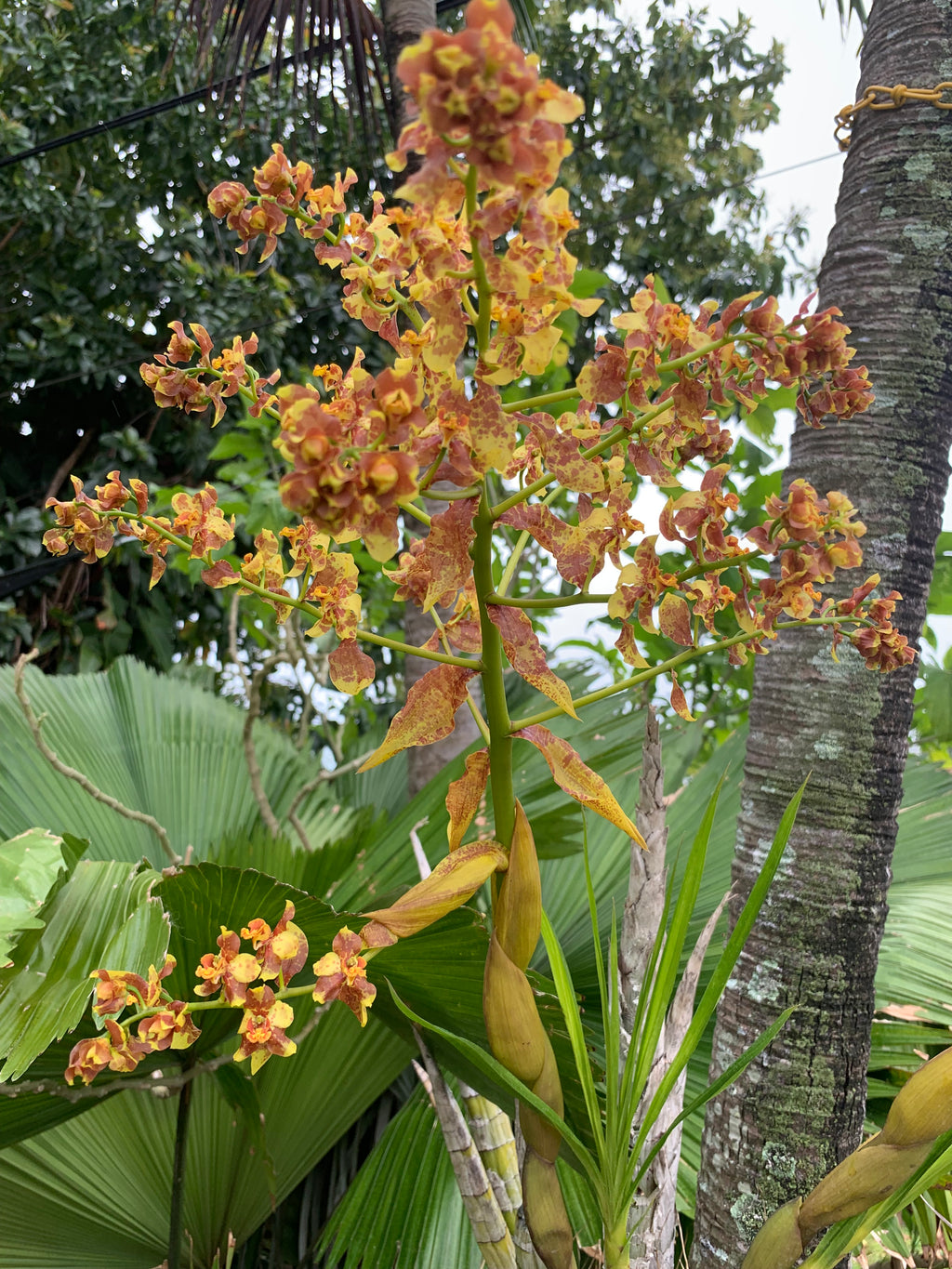 Cyrtopodium Punctatum “RARE FLORIDA NATIVE”