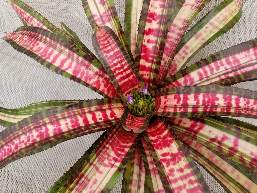 Neoregelia Frenzy "Skotak"