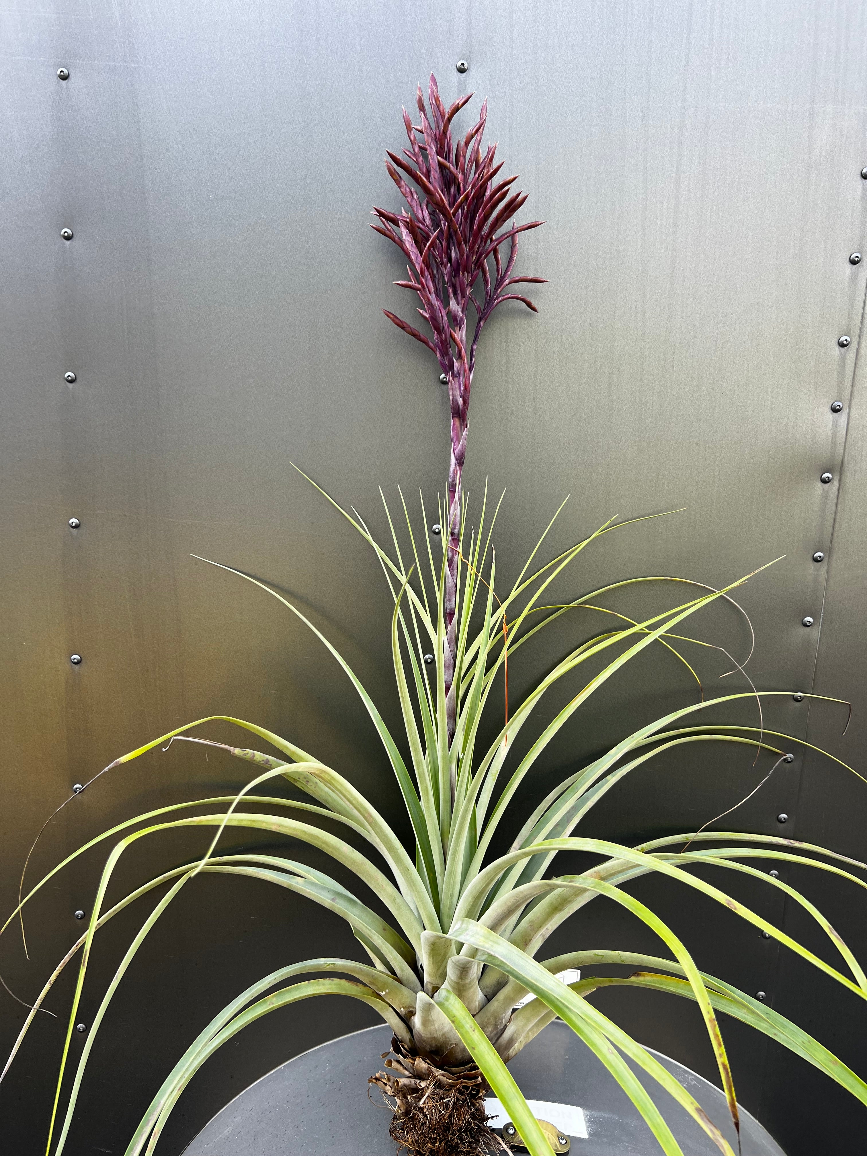 Tillandsia Lineaspica Clone #2