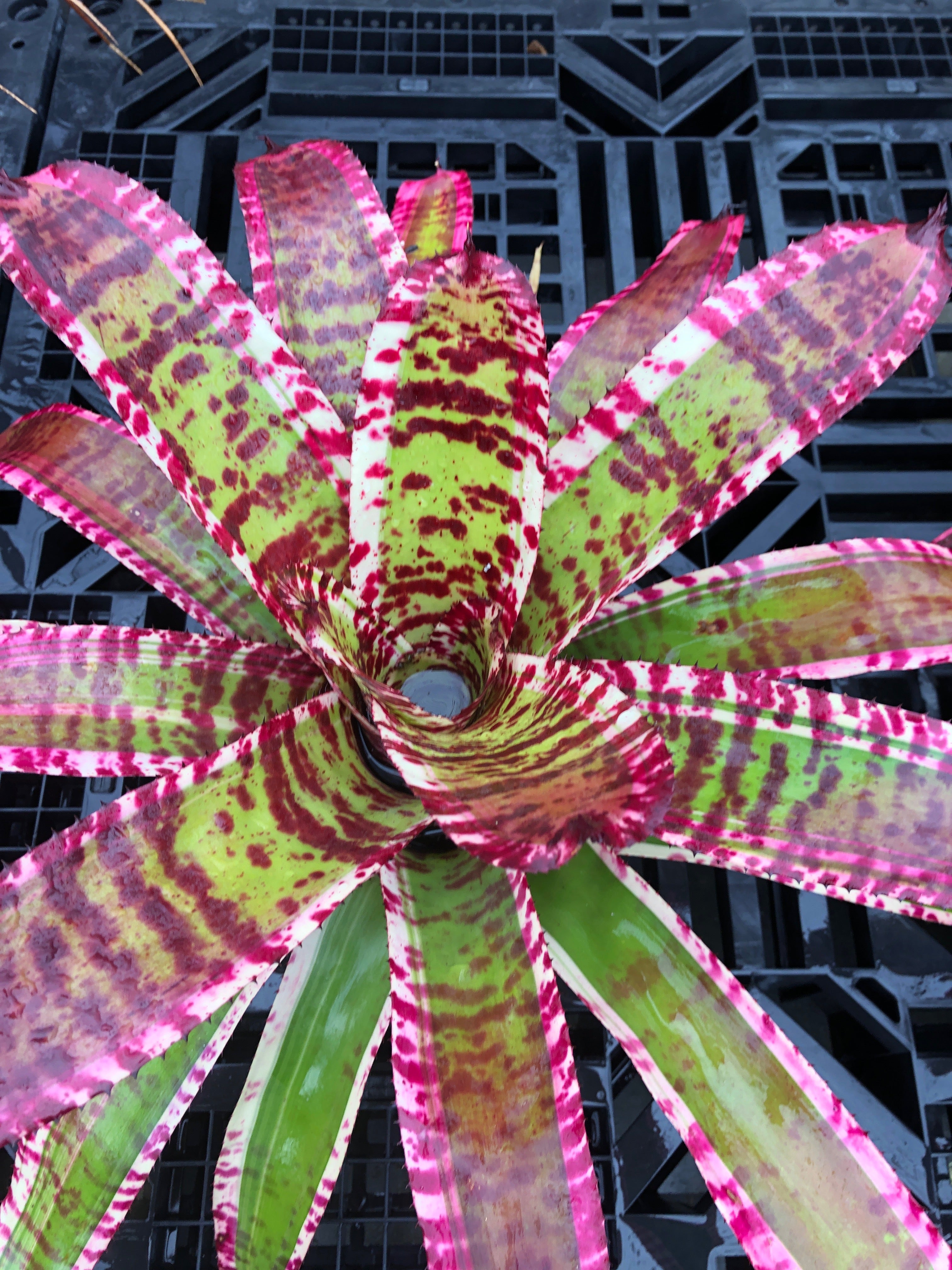 Neoregelia Uproar “Skotak”