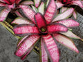 Neoregelia Pulsar