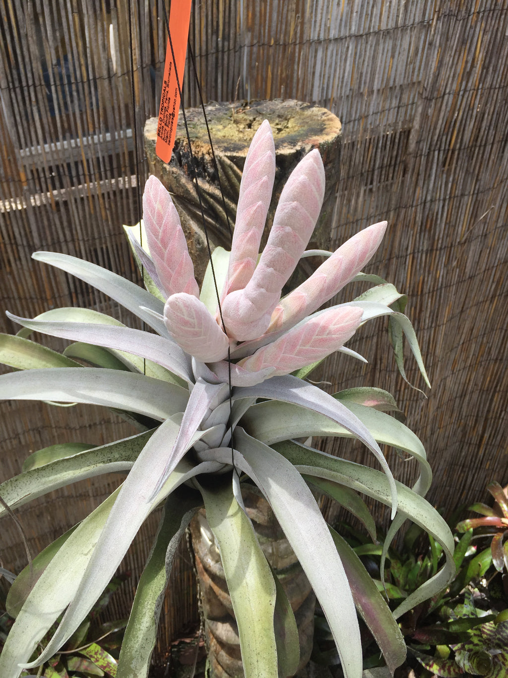 Tillandsia Chiapas Gigantesco