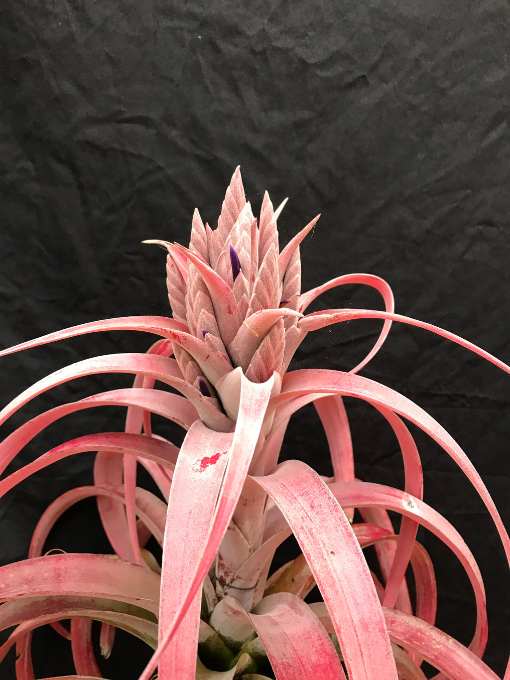 Tillandsia Coconut Grove “Correale”