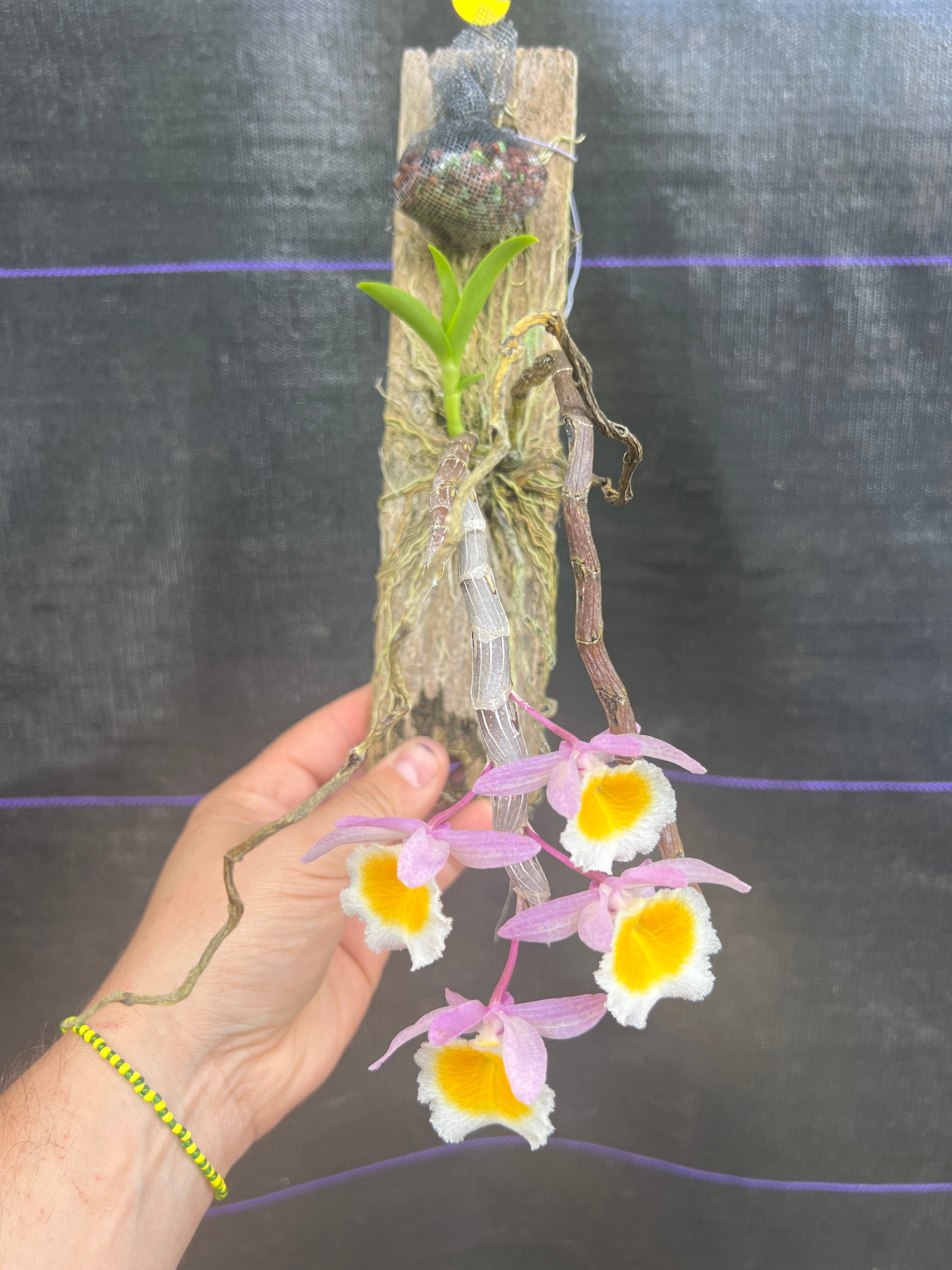 Dendrobium Primulinum