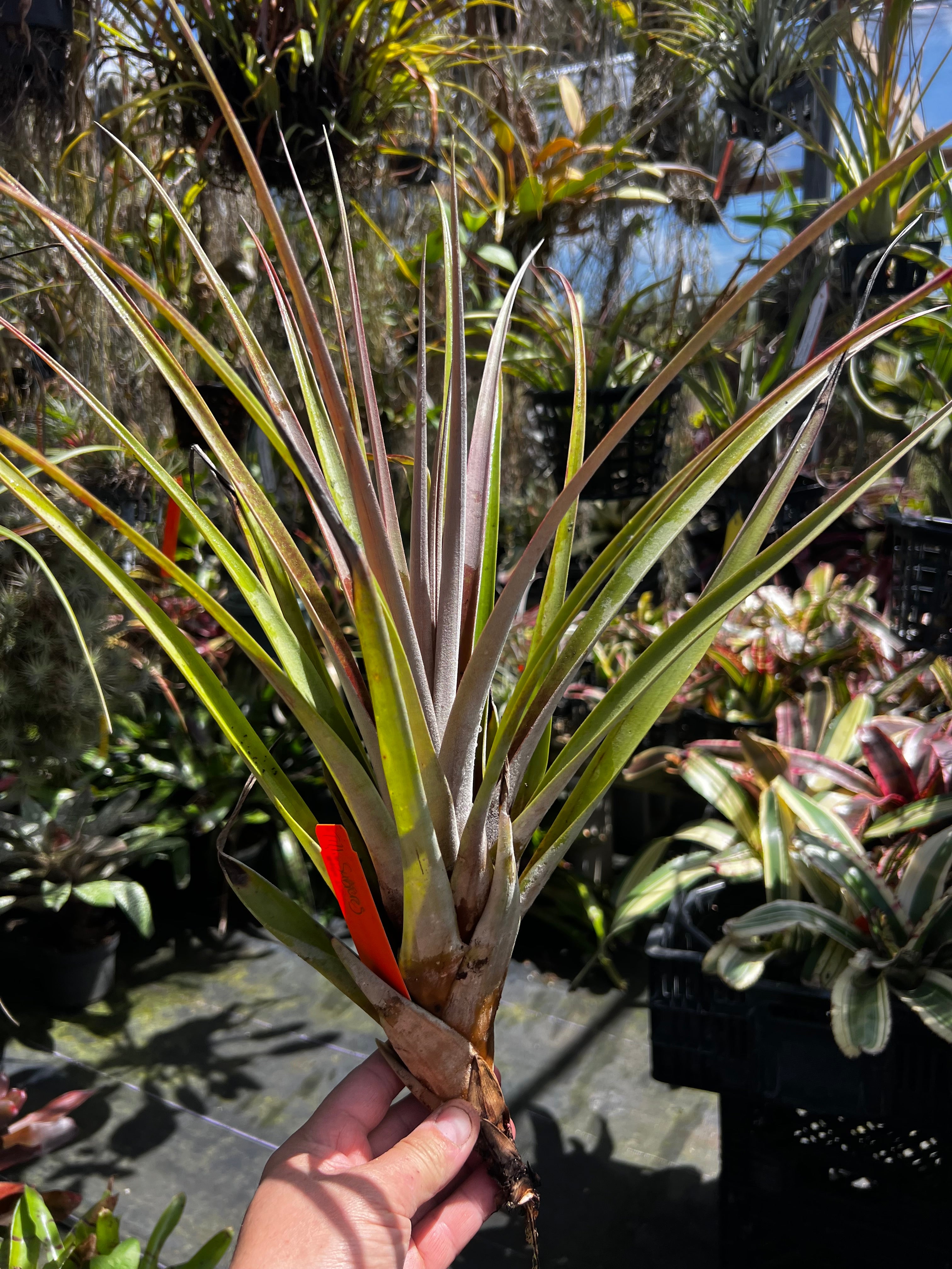 Tillandsia Subteres