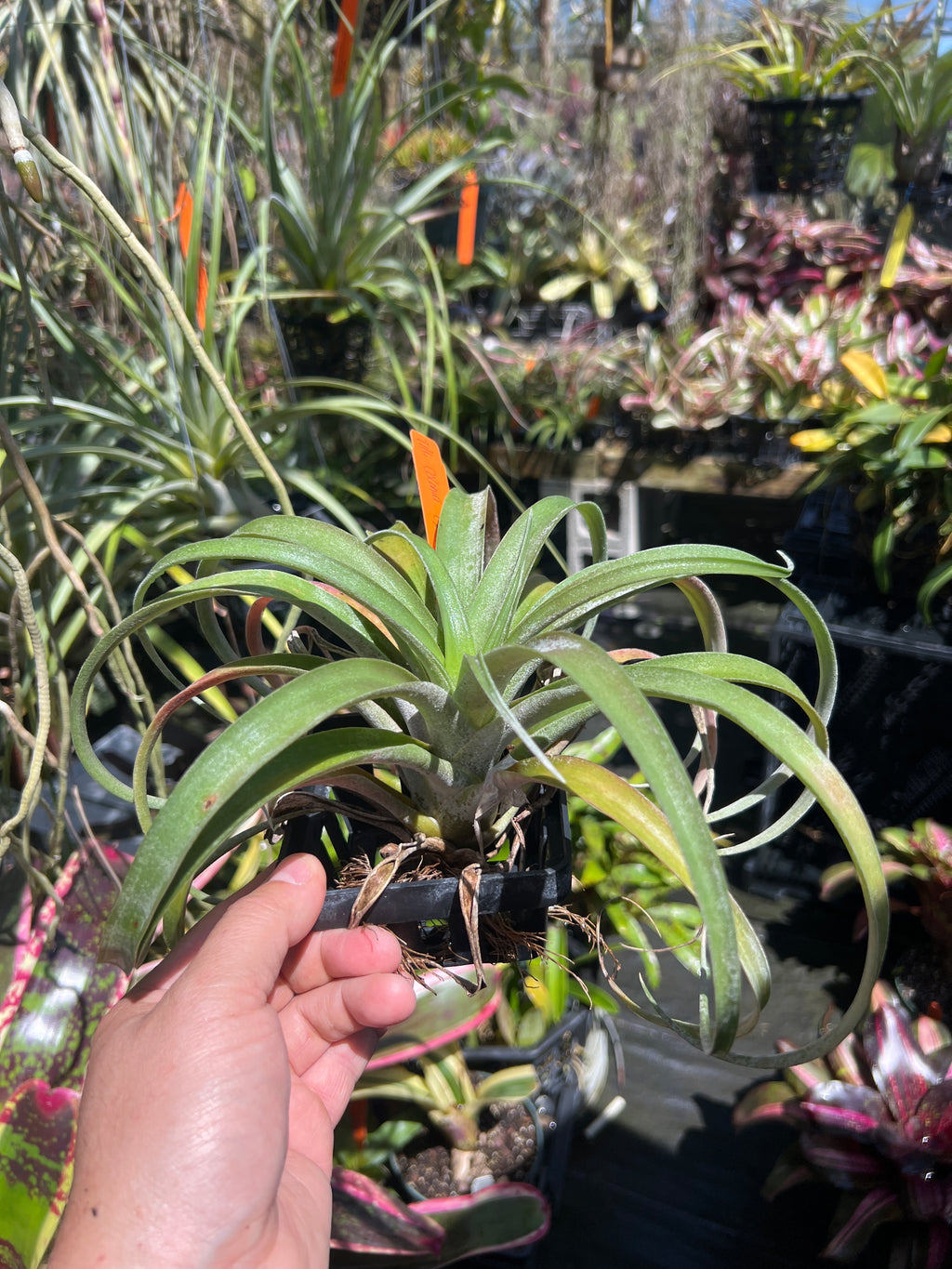 Tillandsia Coconut Grove “Correale”