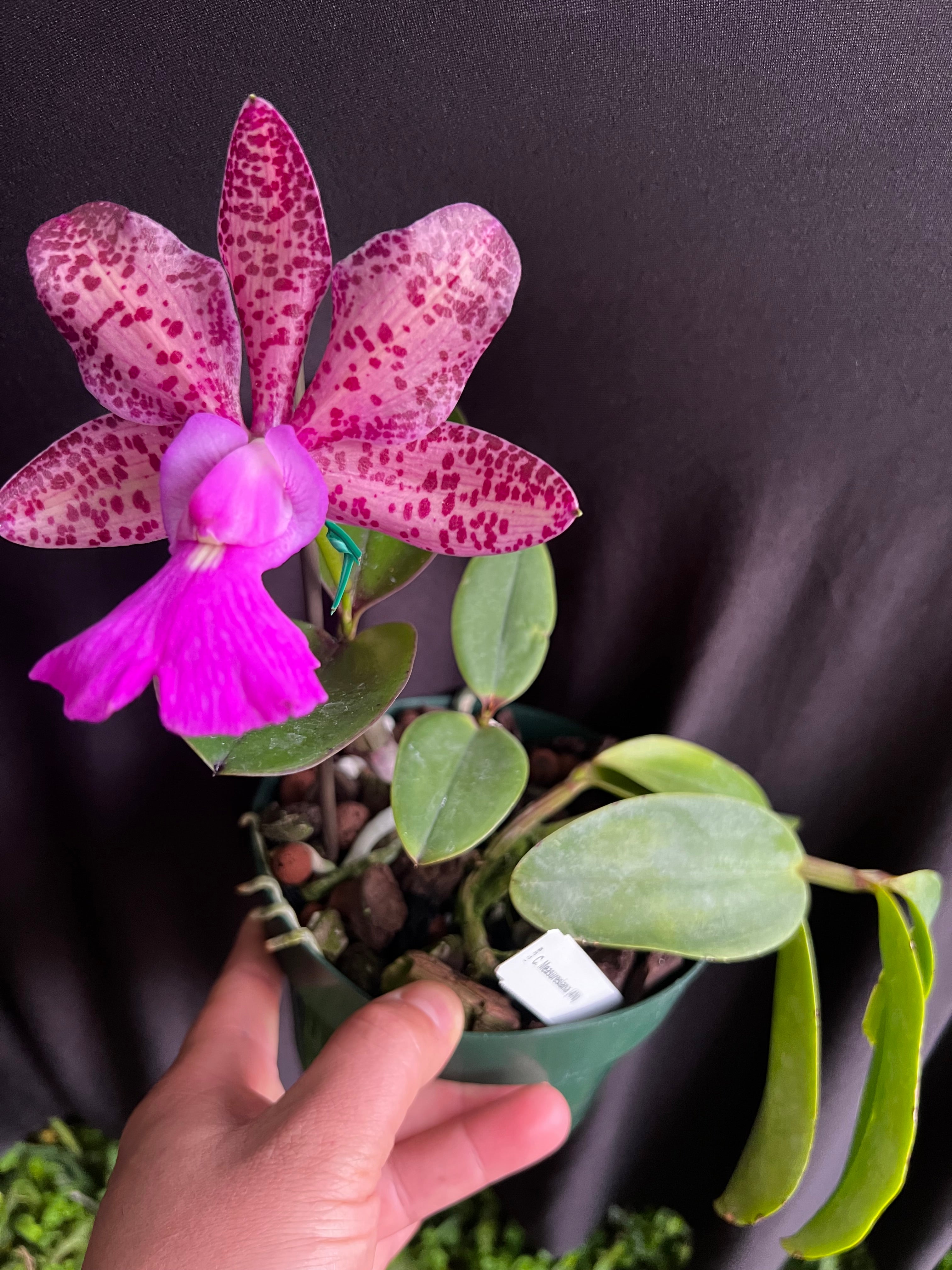 Cattleya Measuresiana
