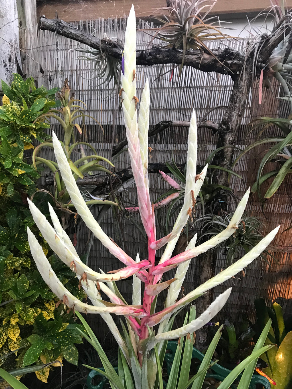 Tillandsia Copanensis