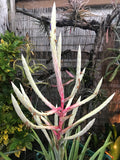 Tillandsia Copanensis