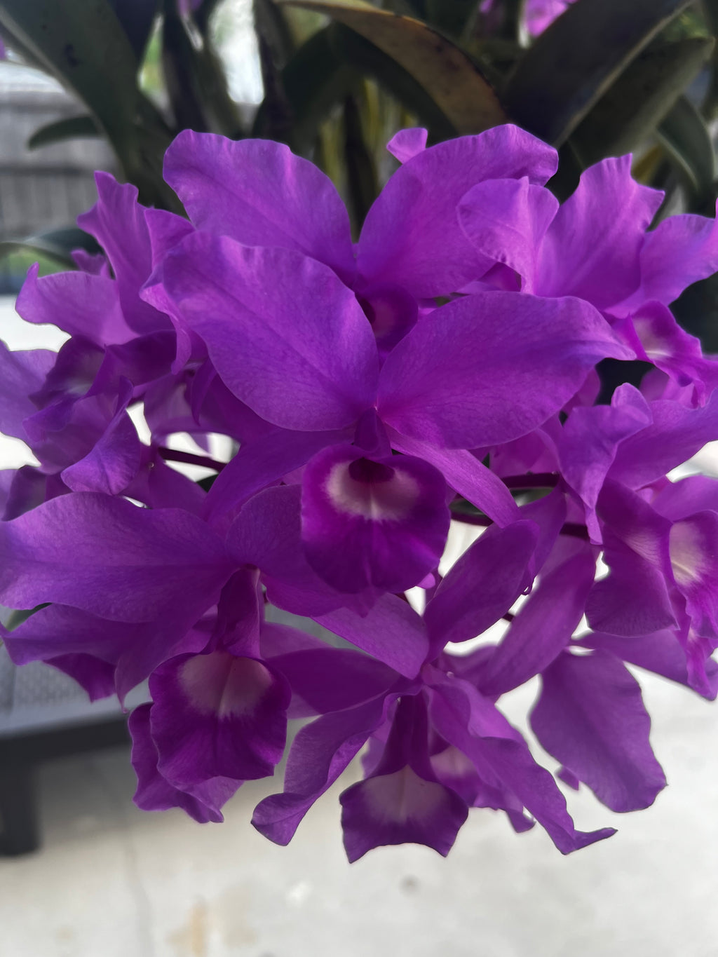 Cattleya Skinneri (HUGE SPECIMEN)