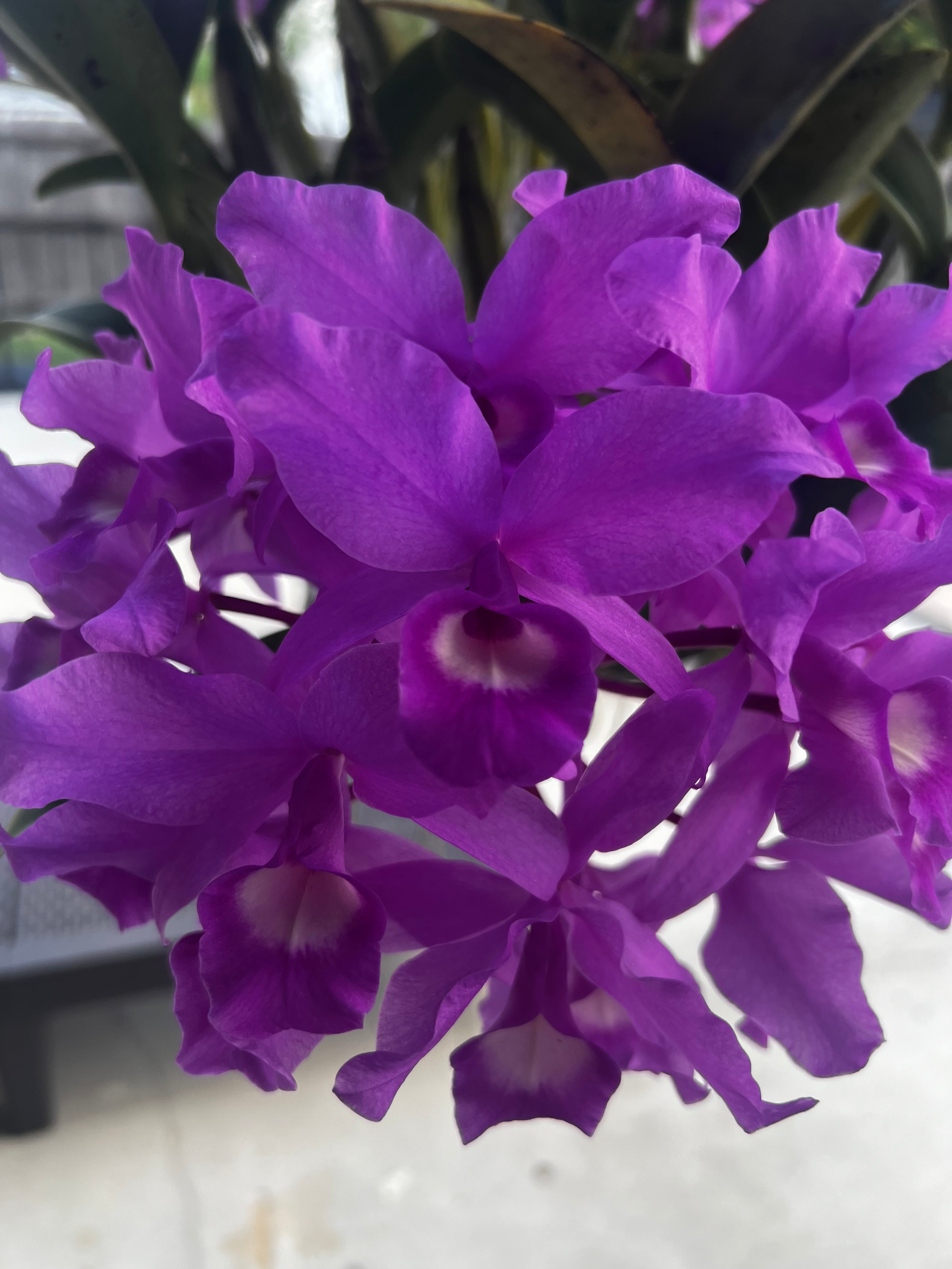 Cattleya Skinneri (HUGE SPECIMEN)