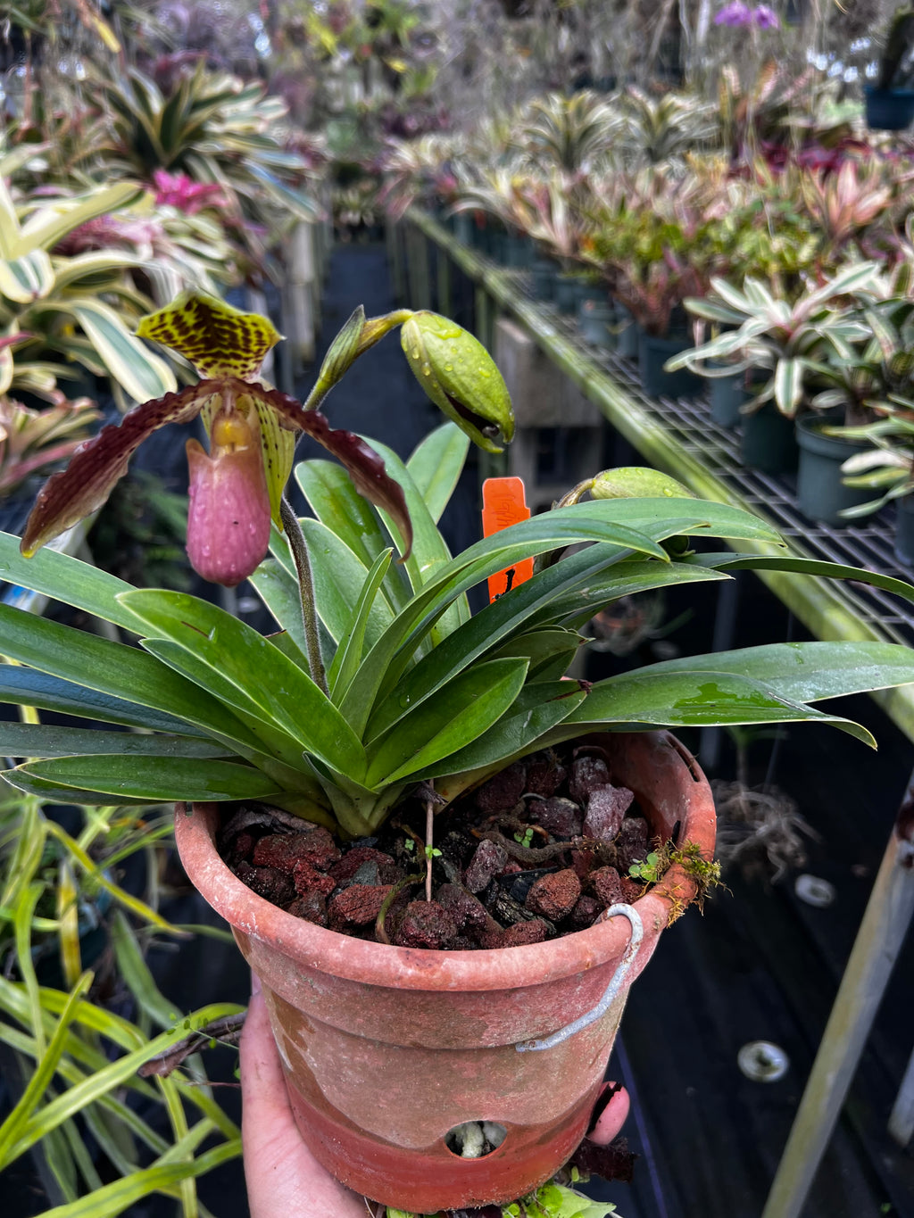 Pathiopedulum Spotted Howl
