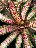 Neoregelia Pizazz “Skotak”