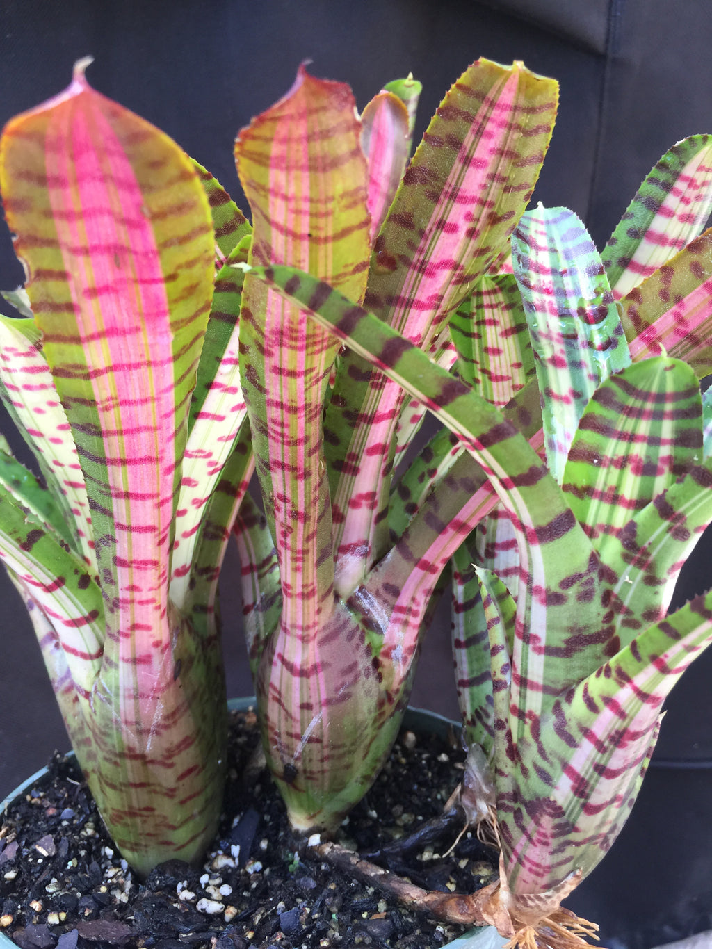Neoregelia Palmares “Skotak”