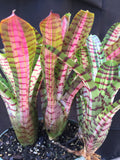 Neoregelia Palmares “Skotak”